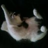 Annabelle Schwartz's profile picture