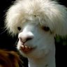 Jolly Fucker profil fotoğrafı