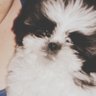 pelonchi's profile picture