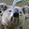 PutoKoala profil fotoğrafı