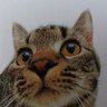 Profilbild von yellow cat ()