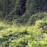 Kudzu Vine Politics 的头像