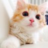 Фото профиля ♡ Cat ♡ʕó(ｴ)òʔ♡🍒🍫