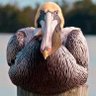 Brooding Pelican profil fotoğrafı