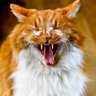 Wako's profile picture