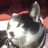 チョビ's profile picture