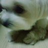 chiko profil fotoğrafı