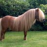 Ponylegs profil fotoğrafı