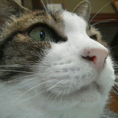 穴ぐら虫's profile picture