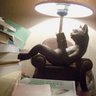 Mistigri's profile picture