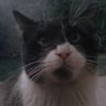 Siver VI profil fotoğrafı