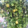 Фото профиля الفريدي