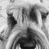 phyllis lombardo profil fotoğrafı