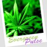 EverGreenPulse 的头像