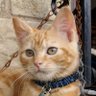 JonestheCatinAlien's profile picture