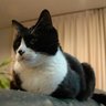 Profilbild von くろすけ