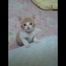 真二 にゃんず's profile picture