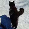 くろにゃん profil fotoğrafı