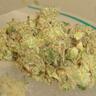 Profilbild von Daily Chronic