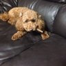 ToyPoodle profil fotoğrafı