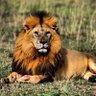Profilbild von King hafid