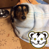 ぱたなか 的头像