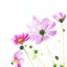 撫子 profil fotoğrafı
