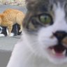 ねこ缶（焼きカツオ風味） 的头像