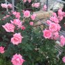 Фото профиля YK 🍒8yearsoldkid'smom