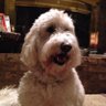 Brady Boy (AKA Dave Kraycsir)'s profile picture