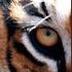 Profilbild von 80s Tiger