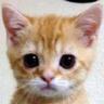 Profilbild von ちす🥺
