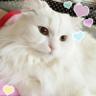 ゆきみみ 的头像