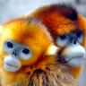 Guilty Monkey's profile picture