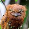 MessedupBirdie's profile picture