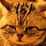 Profilbild von Peter lll