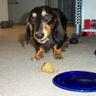The Dogfather's profile picture