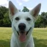 Sheba the Dog's profile picture