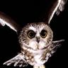 Profilbild von The Divine Owl God