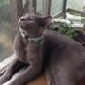 Ichiro's profile picture