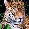 Jorge De Luca's profile picture