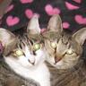 ねこっかい profil fotoğrafı