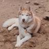 Husky profil fotoğrafı