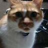 Profilbild von ともくん