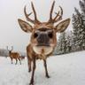 はるにゃ profil fotoğrafı