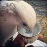 khalid Alsharif's profile picture
