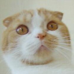 ぴぴぴ☆@8/16(日) C 1 0 8 東7 W48a 【pipitanTV】's profile picture