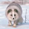 Фото профиля WinterFoxMan 🇺🇸 🇮🇱 🇷🇺