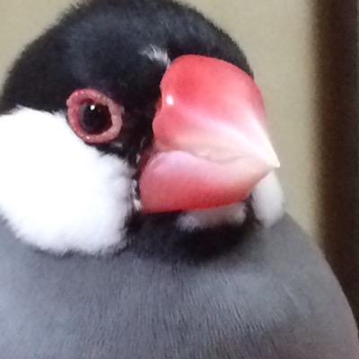 文太's profile picture