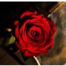 الورد الاحمر❀ ]•┅┈'s profile picture